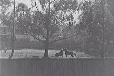 Negative - Horses - Paddock - Houses, Allan Doney, 1950 -1970