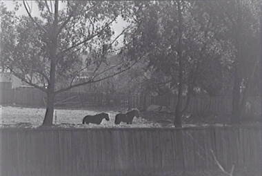 Negative - Horses - Paddock - Houses, Allan Doney, 1950 -1970