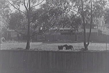 Negative - Horses - Paddock - Houses, Allan Doney, 1950 -1970