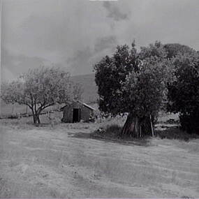 Negative - Yandoit - Farm - House - Trees, Allan Doney, 1950 -1970