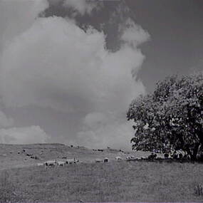 Negative - Yandoit - Farm - Sheep, Allan Doney, 1950 -1970