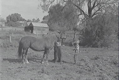Negative - Horse - Paddock - House - Shed, Allan Doney, 1950 -1970