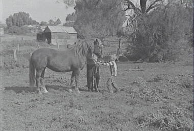 Negative - Horse - Paddock - House - Shed, Allan Doney, 1950 -1970