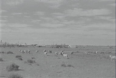 Negative - Mitiamo - Farm - Sheep - House, Allan Doney, 1950 -1970