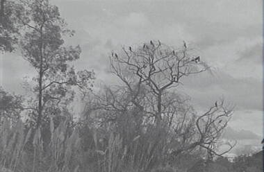 Negative - Lake Weeroona Bendigo - Trees - Birds, Allan Doney, 1950 -1970