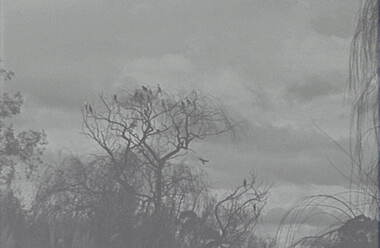 Negative - Lake Weeroona Bendigo - Trees - Birds, Allan Doney, 1950 -1970