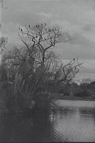 Negative - Lake Weeroona Bendigo - Trees - Birds, Allan Doney, 1950 -1970