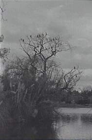 Negative - Lake Weeroona Bendigo - Trees - Birds, Allan Doney, 1950 -1970