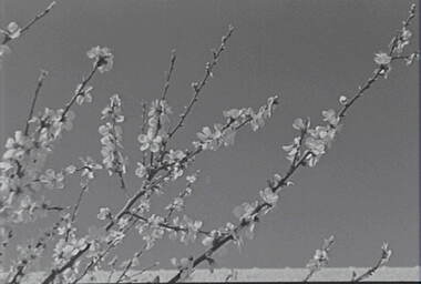 Negative - Blossom Tree, Allan Doney, 1950 -1970