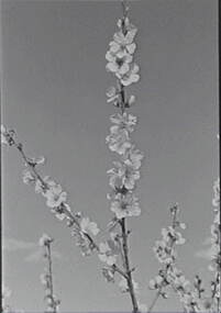 Negative - Blossom Tree, Allan Doney, 1950 -1970