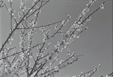 Negative - Blossom Tree, Allan Doney, 1950 -1970