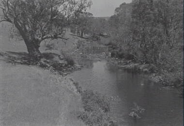 Negative - River - Shire of Metrical/McIvor - Trees, Allan Doney, 1950 -1970