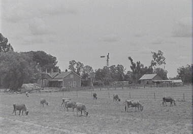 Negative - Farm - House - Windmill - Cows, Allan Doney, 1950 -1970