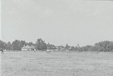 Negative - Horses - Paddock - Houses, Allan Doney, 1950 -1970