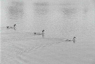 Negative - Ducks, Allan Doney, 1950 -1970