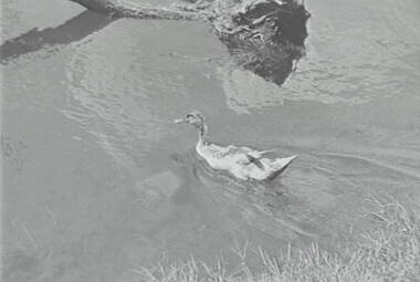 Negative - Duck, Allan Doney, 1950 -1970