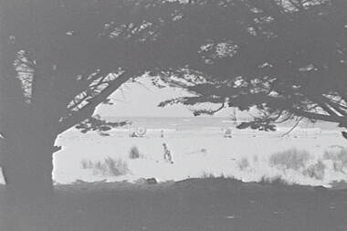 Negative - Apollo Bay - Beach - Trees, Allan Doney, 1950 -1970