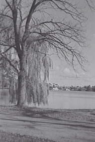 Negative - Lake Rowena Bendigo - Boat Sheds, Allan Doney, 1950 -1970