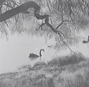 Negative - Lake Rowena Bendigo - Swans, Allan Doney, 1950 -1970