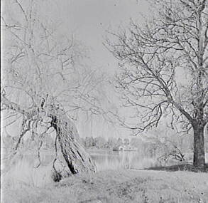 Negative - Lake Rowena Bendigo - Boat Sheds - Trees, Allan Doney, 1950 -1970