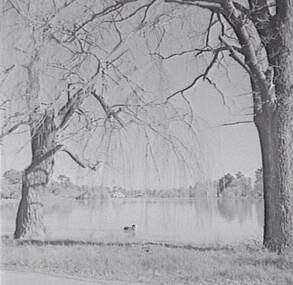 Negative - Lake Rowena Bendigo - Swans, Allan Doney, 1950 -1970