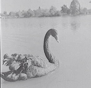 Negative - Lake Rowena Bendigo - Swans, Allan Doney, 1950 -1970