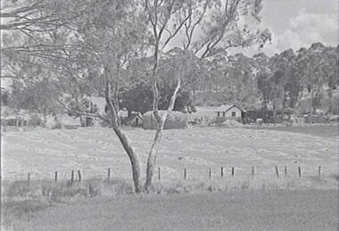 Negative - Farm - Sheds - Hay Stack - Trees, Allan Doney, 1950 -1970