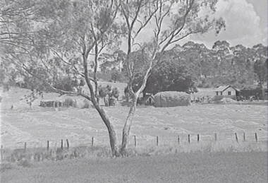 Negative - Farm - Sheds - Hay Stack - Trees, Allan Doney, 1950 -1970