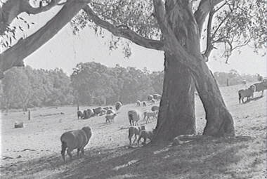 Negative - Laanecoorie - Sheep - Tree, Allan Doney, 1950 -1970