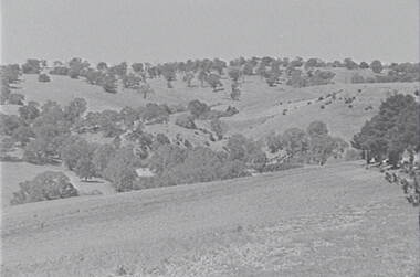 Negative - Mia Mia - Rural Scene - Hills - Trees, Allan Doney, 1950 -1970