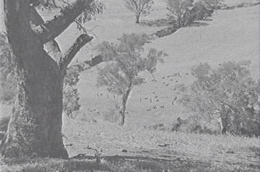 Negative - Mia Mia - Sheep - Trees, Allan Doney, 1950 -1970