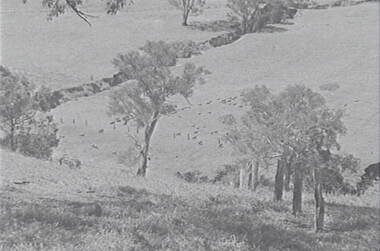 Negative - Mia Mia - Sheep - Trees, Allan Doney, 1950 -1970