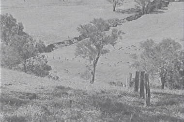 Negative - Mia Mia - Sheep - Trees, Allan Doney, 1950 -1970