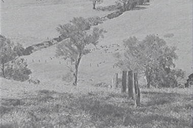 Negative - Mia Mia - Sheep - Trees, Allan Doney, 1950 -1970