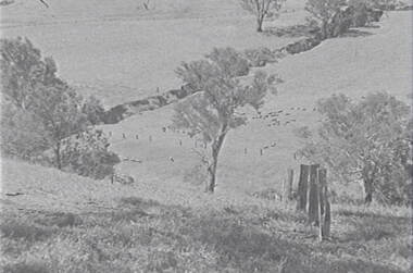 Negative - Mia Mia - Sheep - Trees, Allan Doney, 1950 -1970