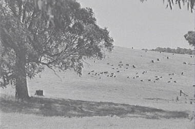 Negative - Mia Mia - Sheep - Trees, Allan Doney, 1950 -1970
