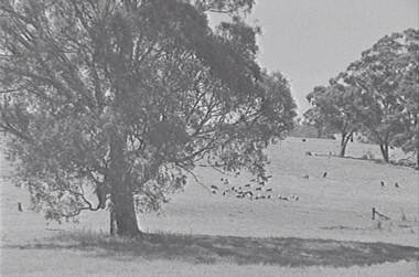 Negative - Mia Mia - Sheep - Trees, Allan Doney, 1950 -1970