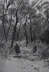 Negative - Mt Victory - Track - Trees - Mrs Doney, Allan Doney, 1950 -1970