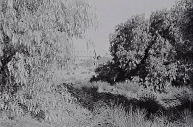 Negative - Trees - Mullock Heaps - Houses - Churches - Poppet Head, Allan Doney, 1950 -1970