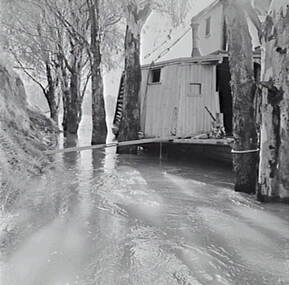 Negative - Echuca - Paddle Steamers - River Bank, Allan Doney, 1950 -1970