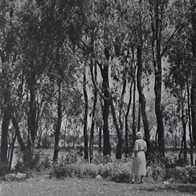 Negative - Boort - Trees - Lake, Allan Doney, 1950 -1970