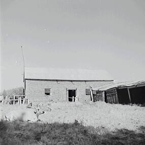 Negative - Trentham - Farm Sheds, Allan Doney, 1950 -1970