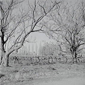 Negative - Redcliffs, Mildura - Vineyard, Allan Doney, 1950 -1970