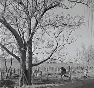 Negative - Redcliffs, Mildura - Vineyard, Allan Doney, 1950 -1970