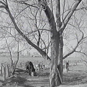 Negative - Redcliffs, Mildura - Vineyard, Allan Doney, 1950 -1970