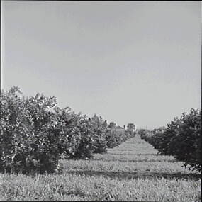 Negative - Redcliffs, Mildura - Orchard, Allan Doney, 1950 -1970