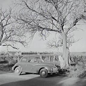 Negative - Redcliffs, Mildura - Vineyard, Allan Doney, 1950 -1970