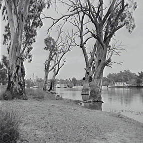 Negative - Redcliffs, Mildura - River, Allan Doney, 1950 -1970