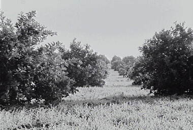 Negative - Redcliffs, Mildura - Orchard, Allan Doney, 1950 -1970