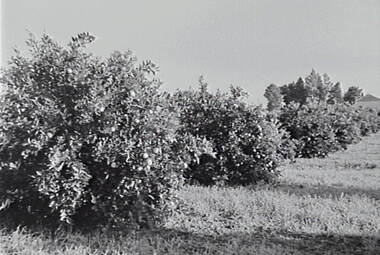 Negative - Redcliffs, Mildura - Orchard, Allan Doney, 1950 -1970